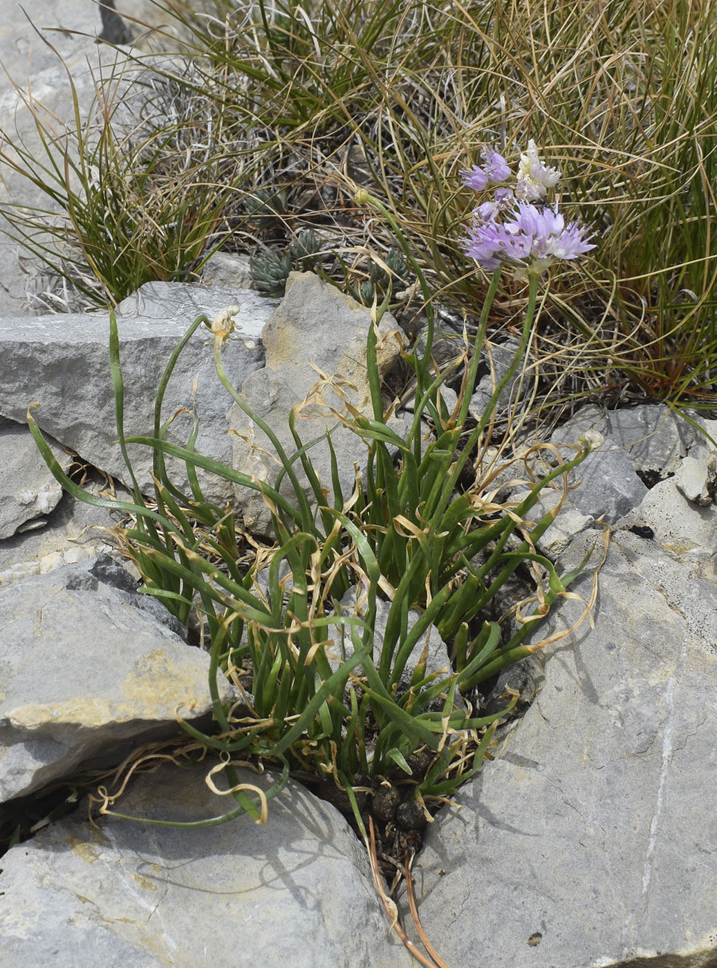 Изображение особи Allium lusitanicum.
