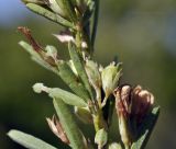 Lespedeza juncea. Часть побега с завязавшимися плодами. Приморский край, Уссурийский гор. округ, окр. с. Монакино, скалистая вершина небольшой сопки. 24.09.2023.