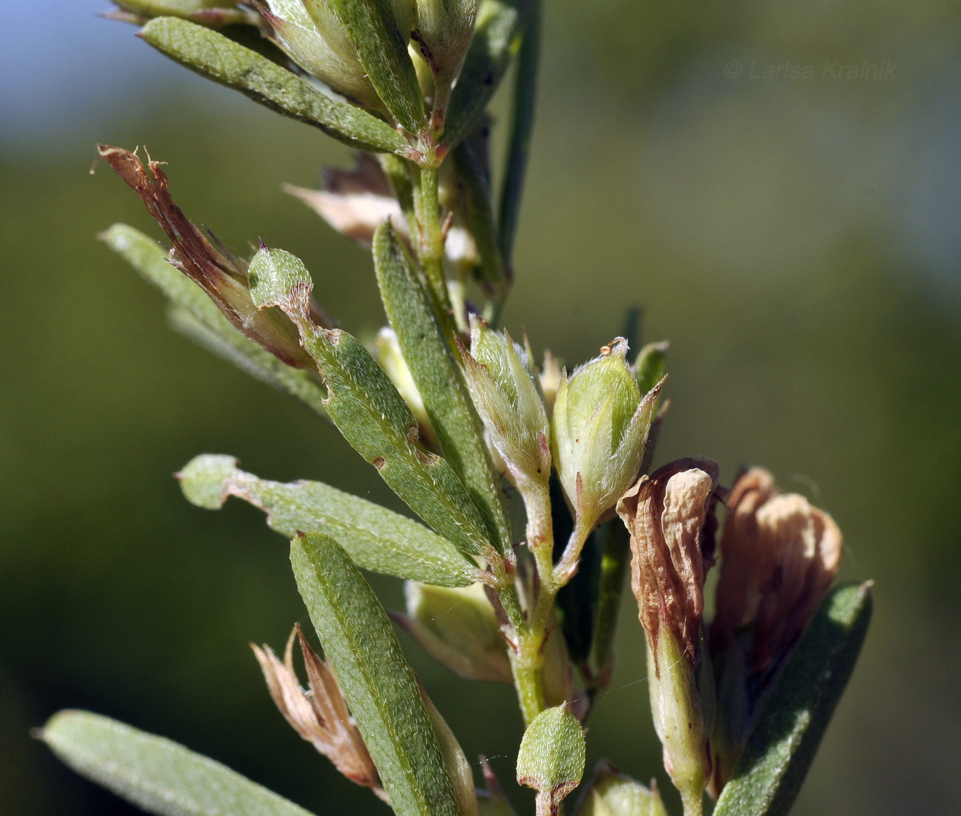 Изображение особи Lespedeza juncea.