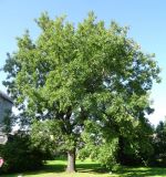 Quercus alba. Вегетирующее дерево. Санкт-Петербург, Ботанический сад Петра Великого. 09.09.2023.