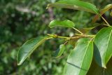 Populus suaveolens