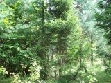 Picea abies. Средневозрастные деревья в искусственных посадках. Пензенская обл., Белинский р-н, окр. с. Поим. 29.07.2008.