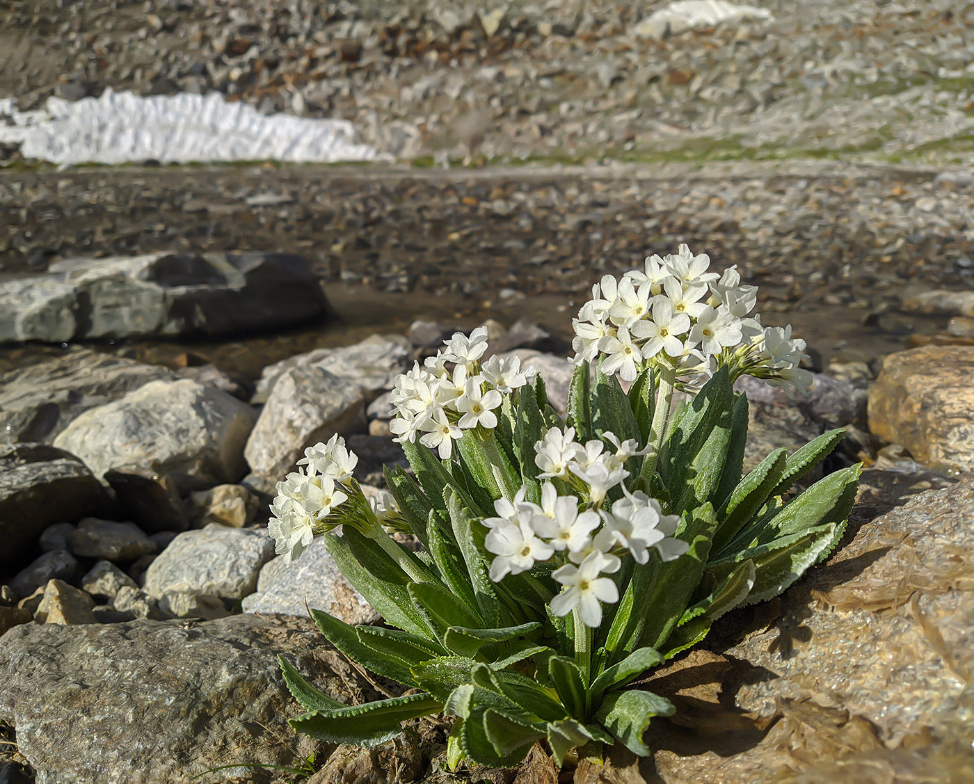 Изображение особи Primula bayernii.