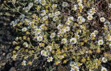 Pyrethrum glanduliferum