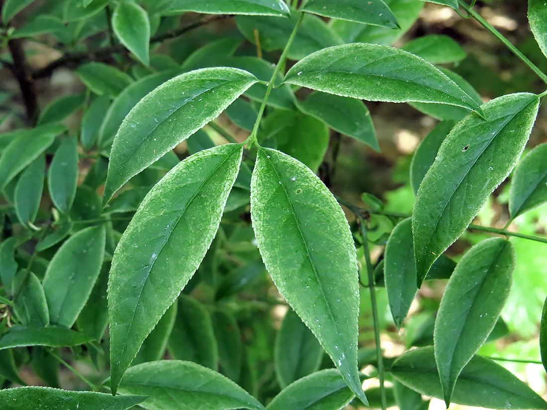 Изображение особи Euonymus verrucosus.