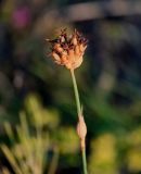 Dianthus andrzejowskianus