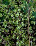 Cucubalus japonicus
