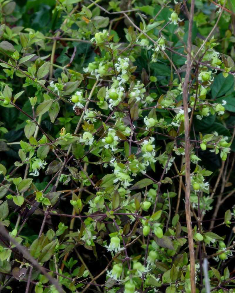 Image of Cucubalus japonicus specimen.