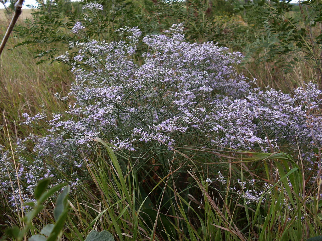 Изображение особи Limonium coriarium.