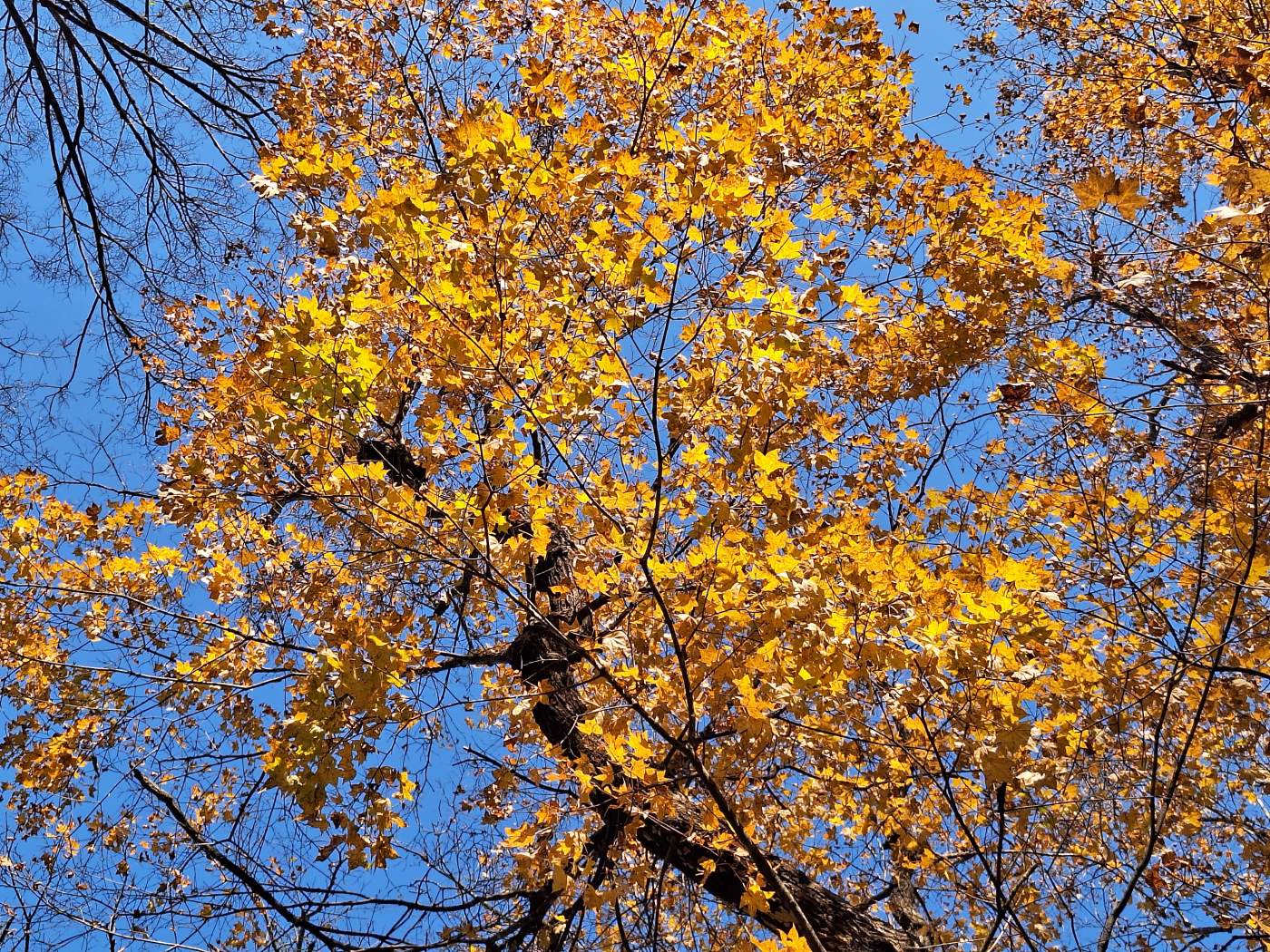 Image of Acer mono specimen.