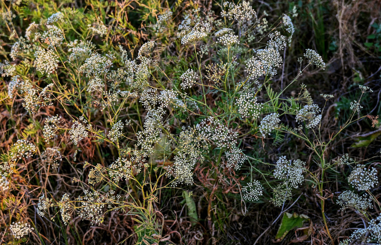 Изображение особи Falcaria vulgaris.