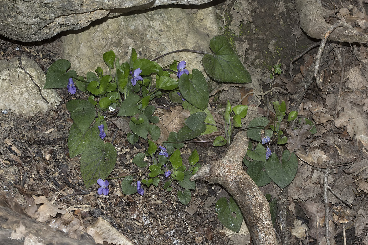 Изображение особи Viola dehnhardtii.