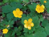 Ranunculus cappadocicus. Цветки. Краснодарский край, г/о Сочи, Хостинский р-н, окр. с. Измайловка, долина р. Дикарька, широколиственный лес. 06.05.2021.