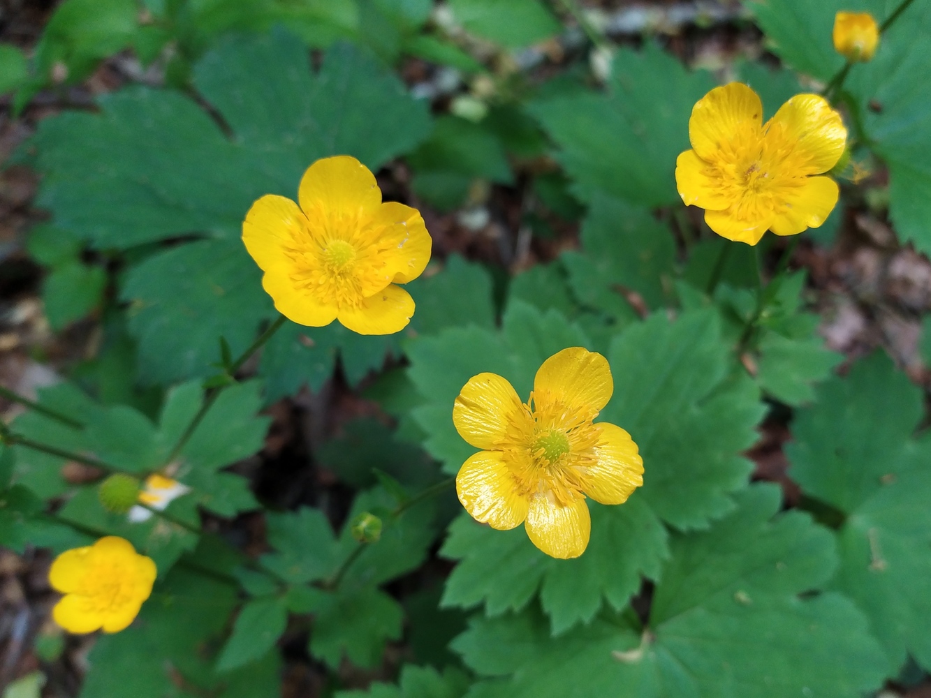 Изображение особи Ranunculus cappadocicus.