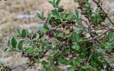 Cotoneaster melanocarpus. Ветвь с соплодиями. Оренбургская обл., Кувандыкский гор. округ, Карагай-Губерлинское ущелье, каменистый участок склона. 04.07.2023.