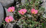 Portulaca grandiflora. Верхушки побегов с цветками. Чечня, г. Аргун, в культуре. 25.07.2022.