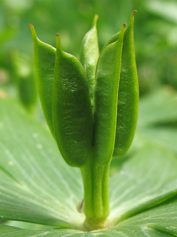 Image of Eranthis hyemalis specimen.