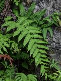 Woodwardia unigemmata