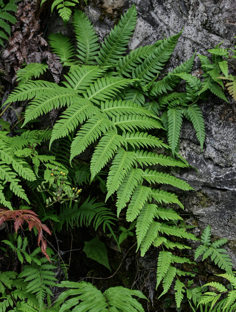 Image of Woodwardia unigemmata specimen.