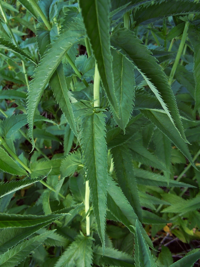Image of Veronica longifolia specimen.