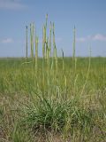 Plantago salsa