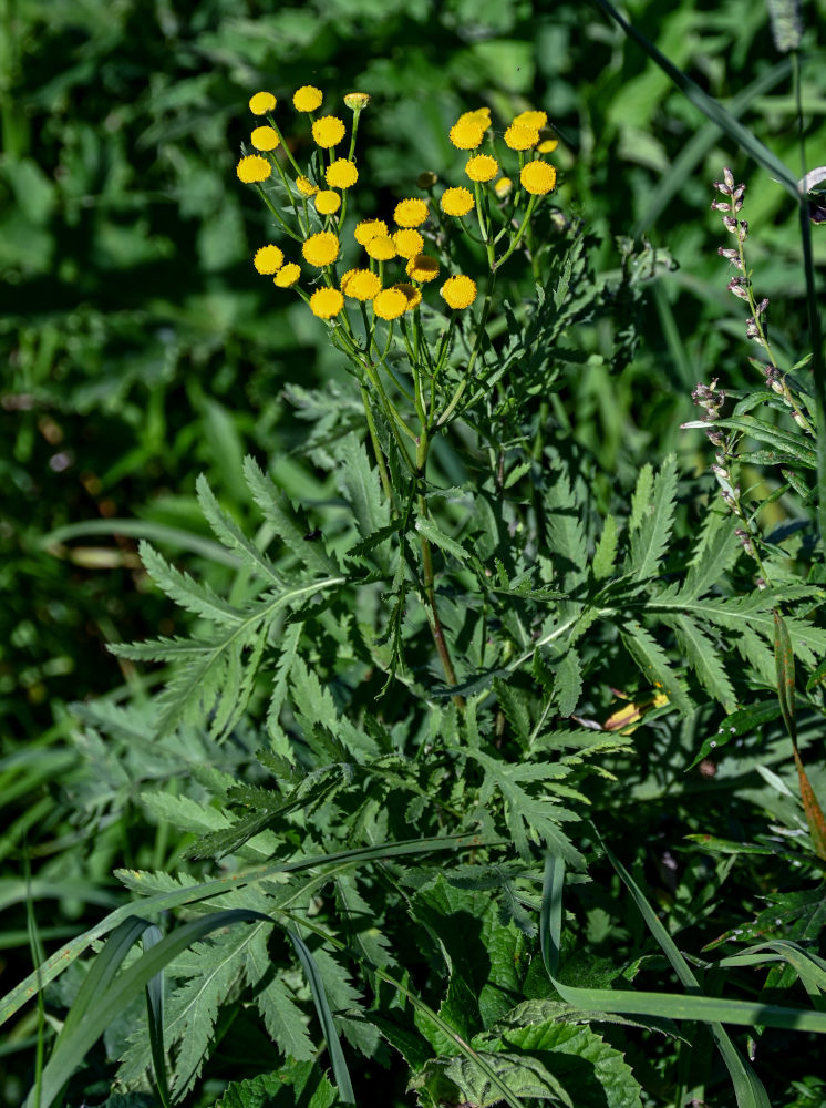 Изображение особи Tanacetum vulgare.