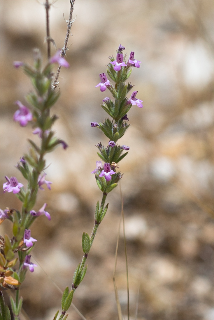 Image of Micromeria myrtifolia specimen.