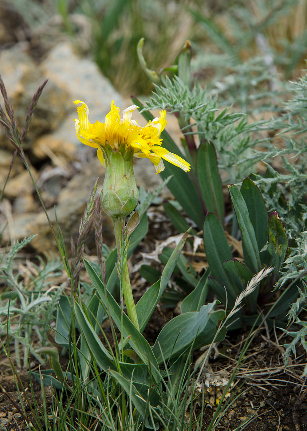 Image of Scorzonera austriaca specimen.