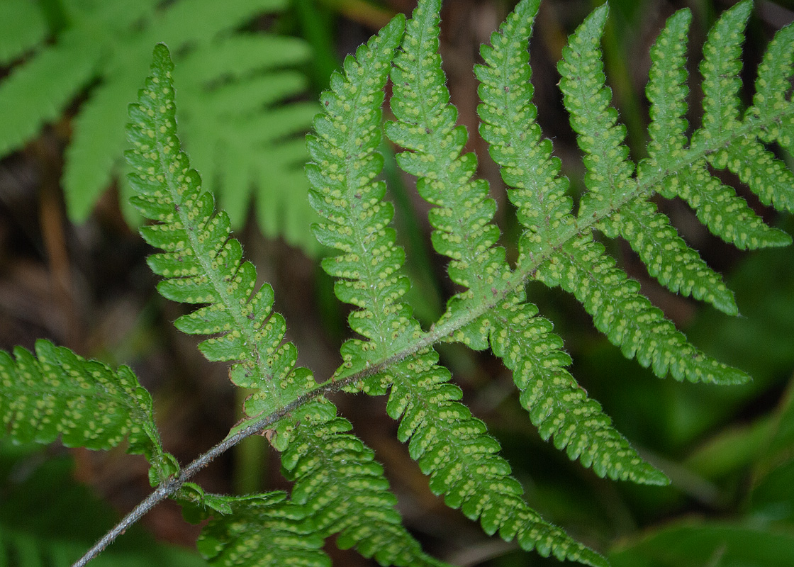 Image of Phegopteris connectilis specimen.