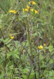 Sonchus tenerrimus
