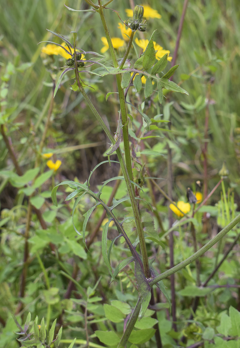 Изображение особи Sonchus tenerrimus.