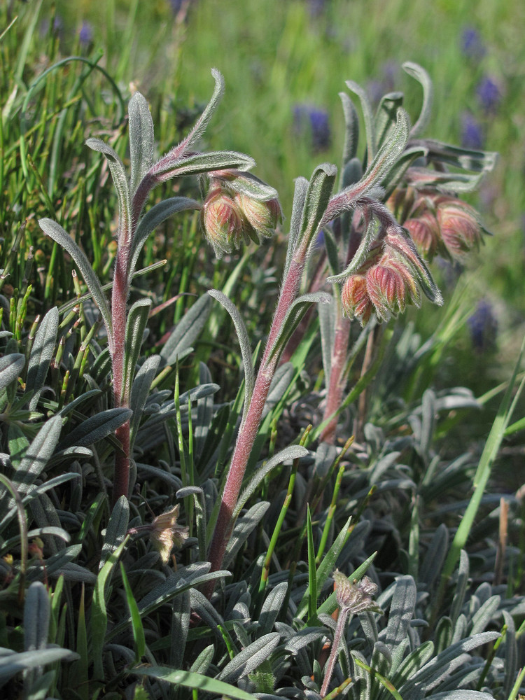 Image of Onosma taurica specimen.