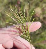 View full-size image Seseli strictum