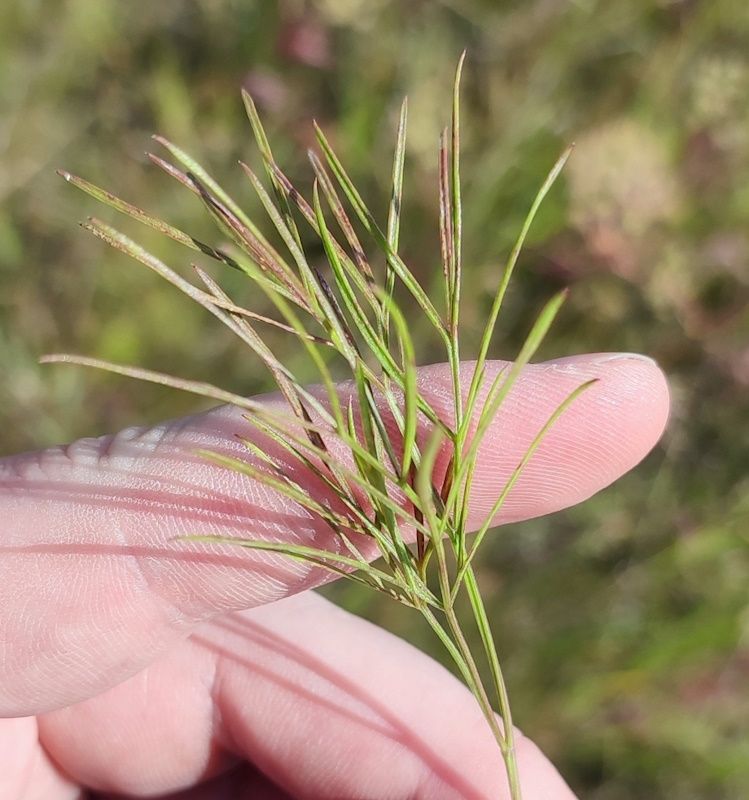 Image of Seseli strictum specimen.