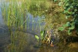 Alisma plantago-aquatica