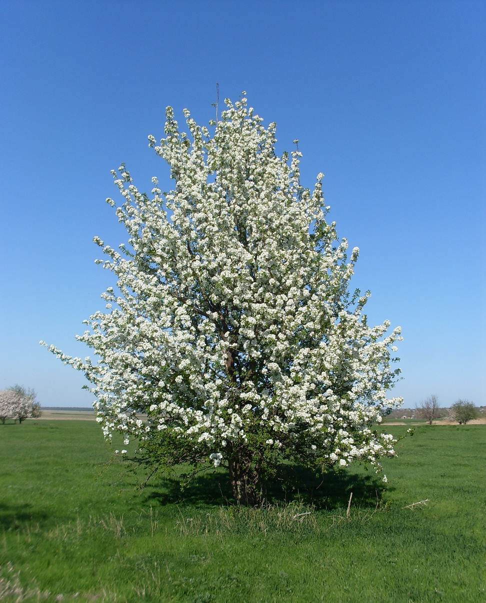 Image of Pyrus communis specimen.