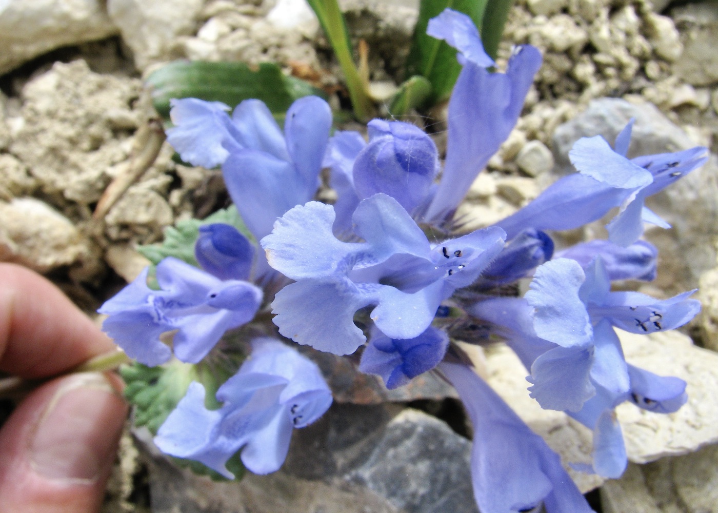 Изображение особи Dracocephalum imberbe.