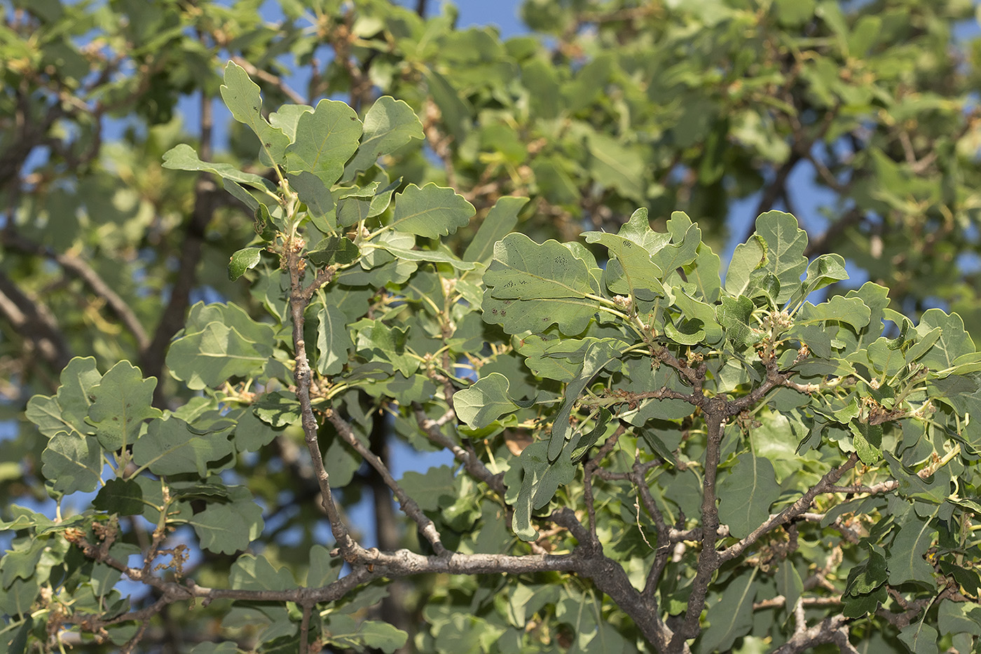 Image of genus Quercus specimen.