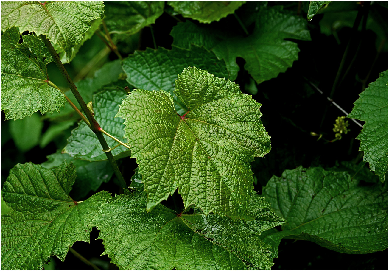 Изображение особи род Vitis.