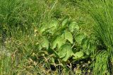 Caltha silvestris