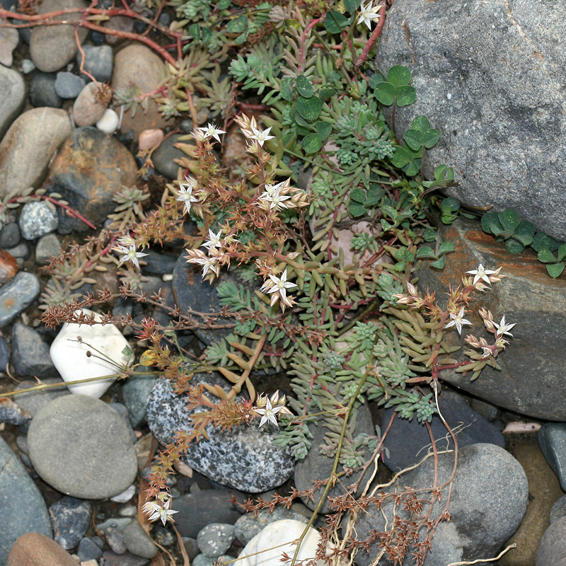 Изображение особи Sedum pallidum.