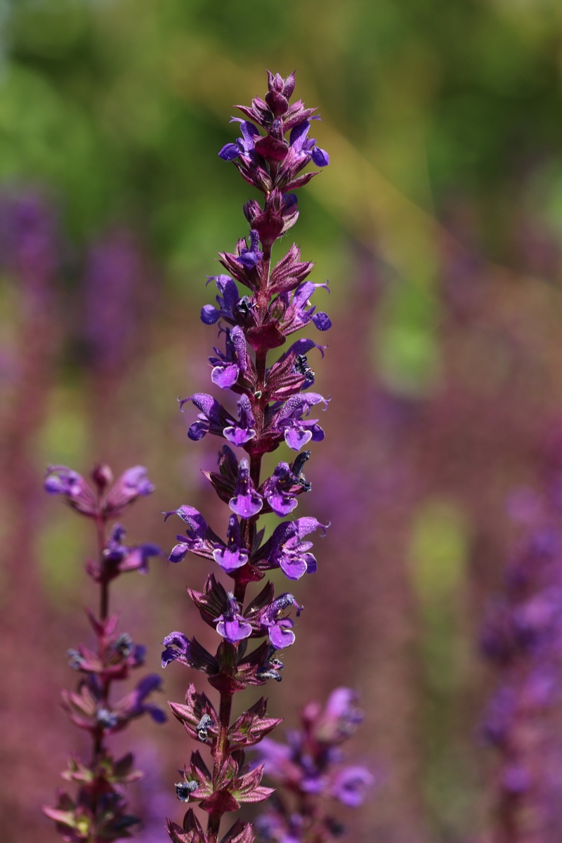 Image of genus Salvia specimen.