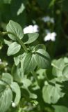 род Valeriana
