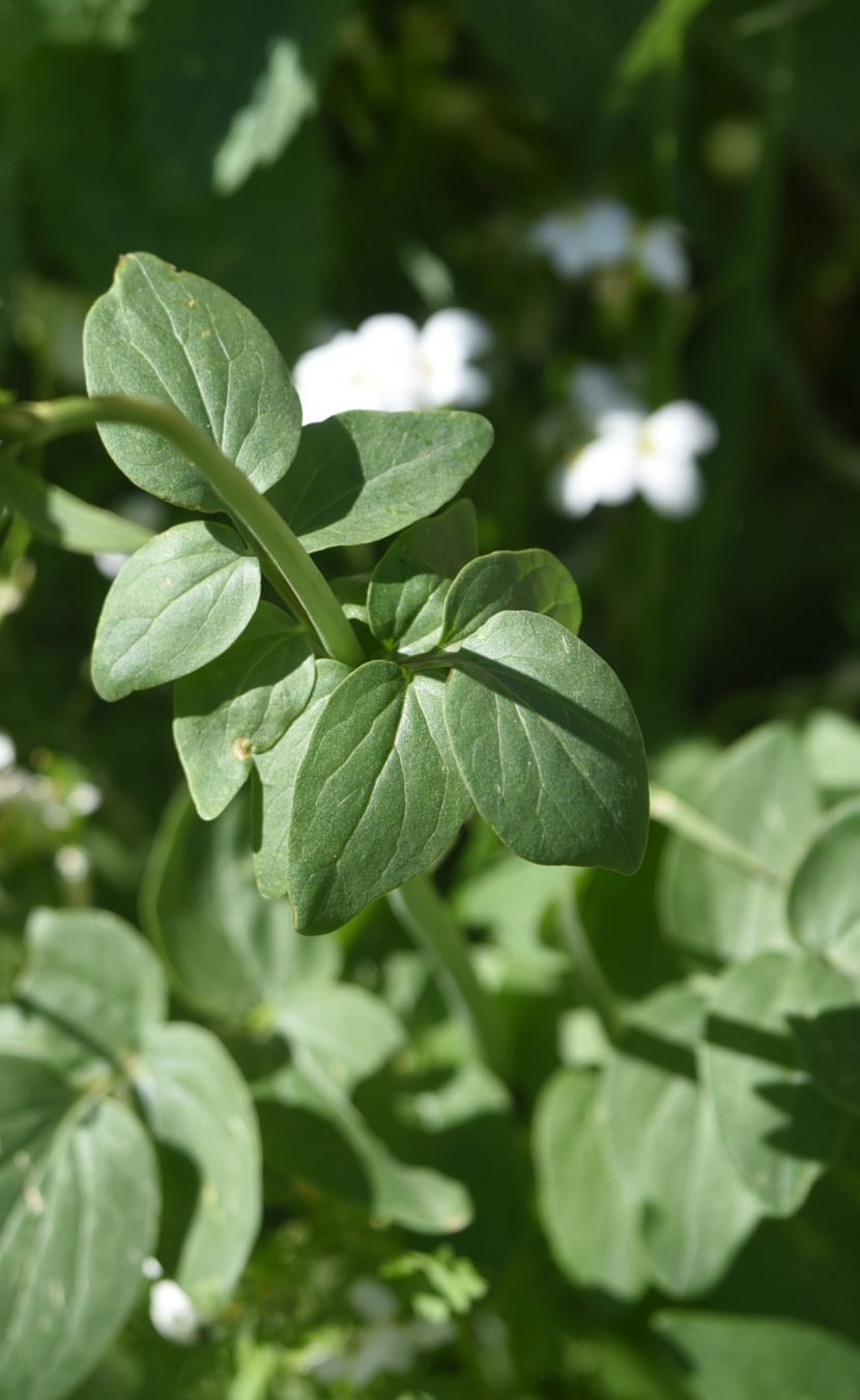 Изображение особи род Valeriana.