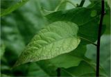 Solanum dulcamara. Лист. Московская обл., Раменский р-н, окр. дер. Хрипань, садовый участок. 08.08.2025.