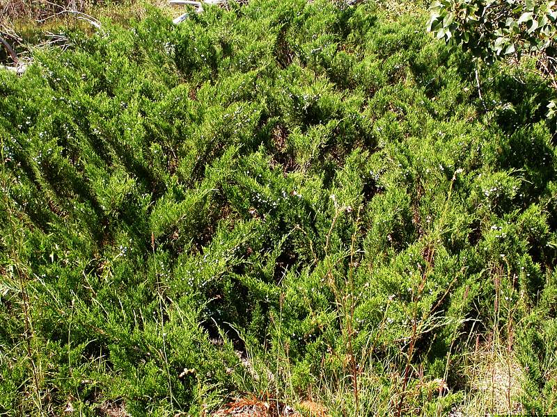 Image of Juniperus sabina specimen.