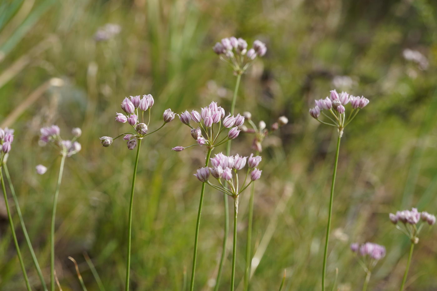 Image of Allium oreoprasum specimen.