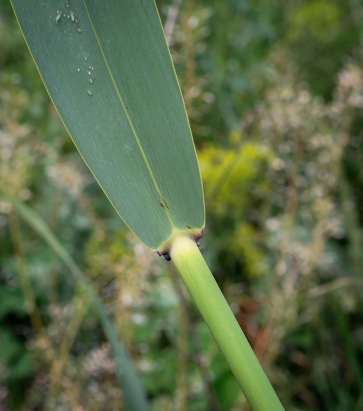 Изображение особи Phragmites altissimus.
