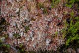 род Sphagnum. Верхушки побегов вегетирующих растений (между ними видны верхушки побегов других мхов и Calluna). Португалия, Азорские о-ва, о-в Сан-Мигел, кальдера вулкана Сети-Сидадиш, ≈ 500 м н.у.м., опушка хвойного леса. 14.08.2025.