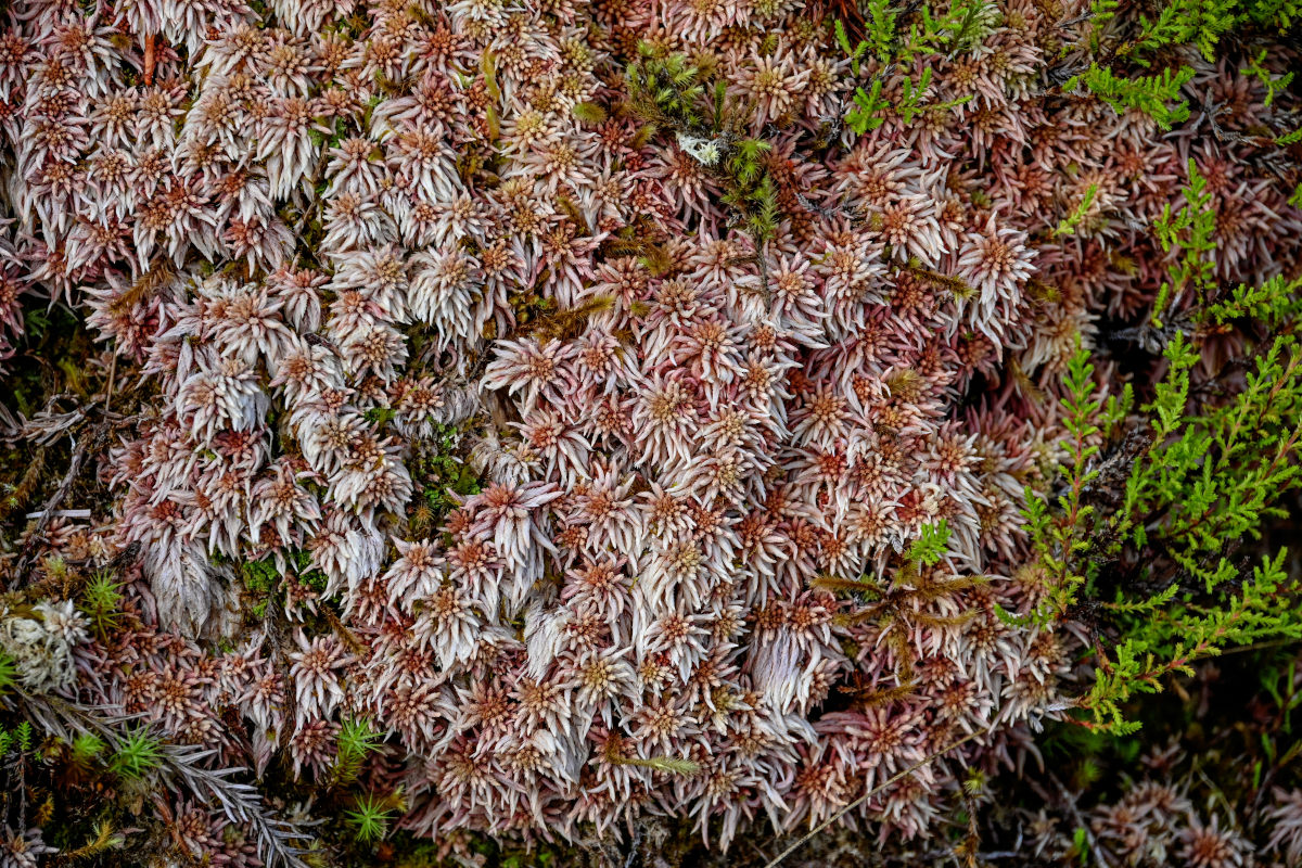 Изображение особи род Sphagnum.
